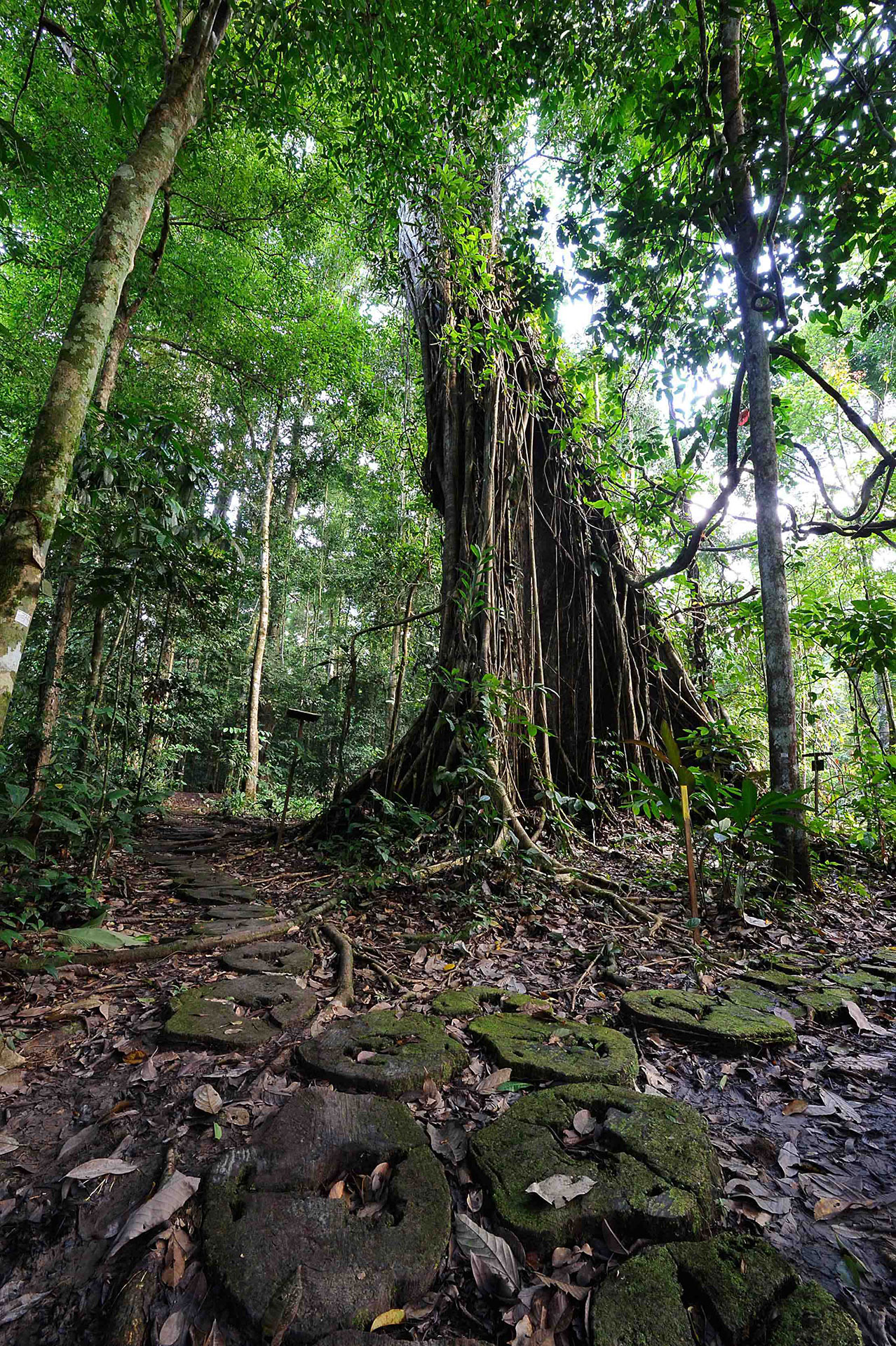 Danum Valley