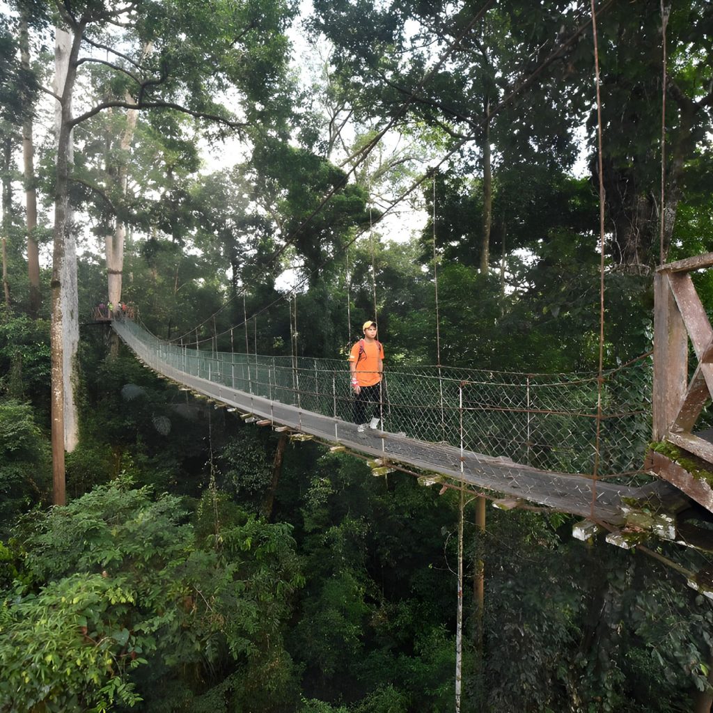 maliau-basin-bridge